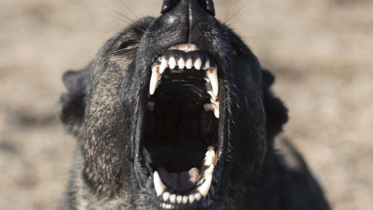 bijtincident hondenbeet hondebeet letselschade advocaat amsterdam schadevergoeding letsel vergoeding schadevergoeding